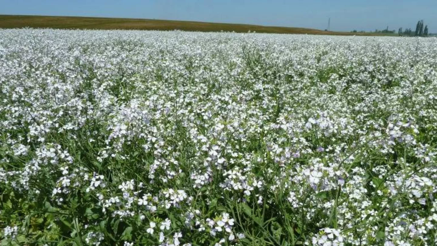 crop protection in brassica seed crops